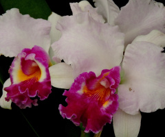 Cattleya