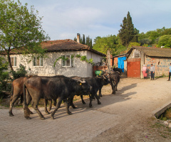 Köyde Akşam Öncesi