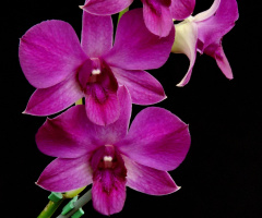 Orquídeas