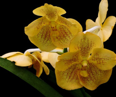 Orchidaceae Vanda