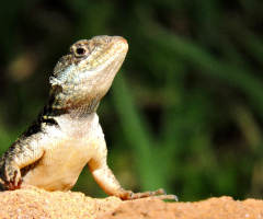 Gecko 