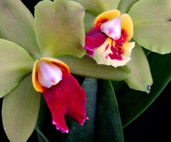 Orquídea