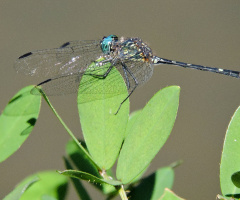 Blue Dragonfly 