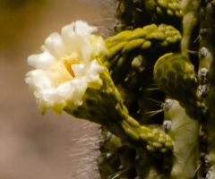 SONORAN DESERT FLOWER