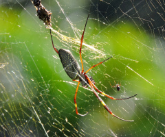 Aranha