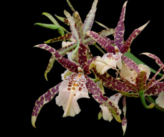 Orquídea Beallara Tropic Splendor