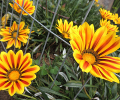 Cores