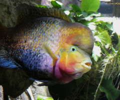 Fisch