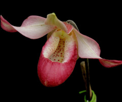 Paphiopedilum delenatii 