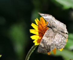Little Butterfly 