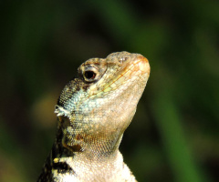 Gecko 