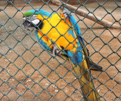 Arara