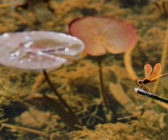 Lake background with Dragonfly