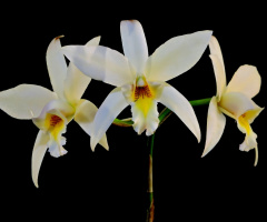 Coelogyne cristata