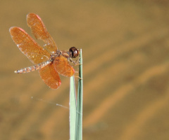 Mini Dragonfly 