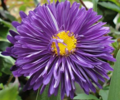 Pétalas 