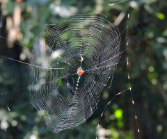 Spider web
