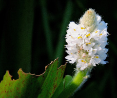 Flor d'água 