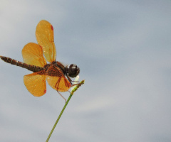 Little Dragonfly