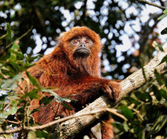 Red Alouatta Monkey