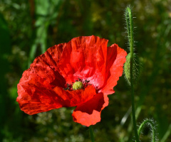 BLÜTE