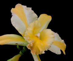 Yellow Cattleya 
