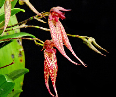Exotic Orquids