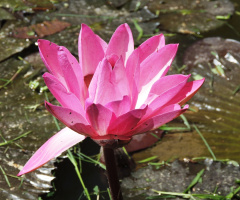 Pétalas Rosa