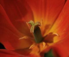 Close To A Tulip