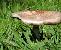 Little Mushroom 