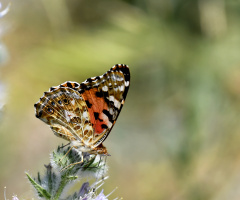 Vanessa cardui Diken kelebeği