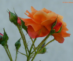 Rosen mit Besuch