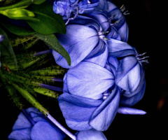 Desert Flowers