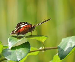 Borboleta 