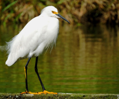 Egretta thula