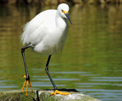 Snowy Egret