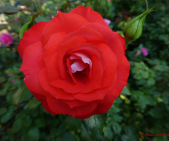 rot