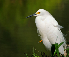 Garça Branca Pequena