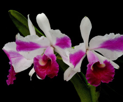 Orquídeas