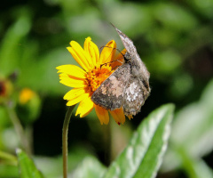 Little Butterfly 