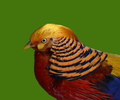 Chrysolophus pictus - Faisão Dourado