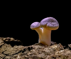 Mushroom