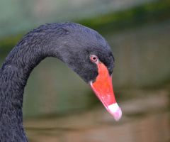 Black Swan