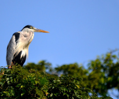 Ardea Cocoi