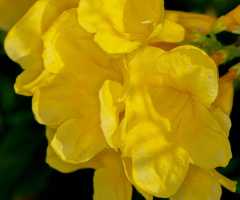 Mellow Yellow