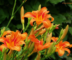 Blüten