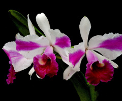 Orquídeas