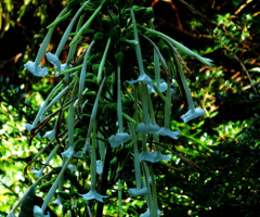 Blüten