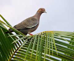 Picazuro Pigeon
