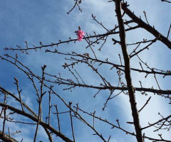 Flor de cerejeira